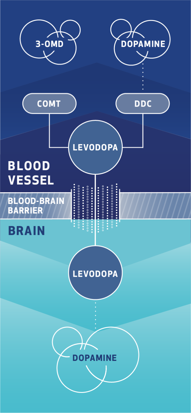 Before levodopa crosses the blood-brain barrier, the COMT and DDC enzymes may metabolize levodopa. See Important Safety Information.